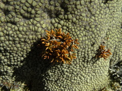 Coprosma perpusilla perpusilla