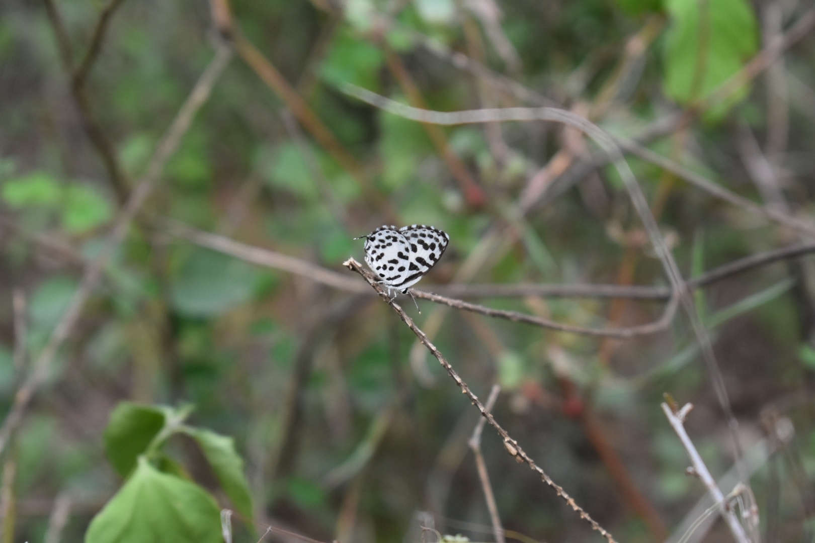 Common Pierrot
