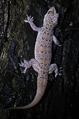 Hemidactylus maculatus