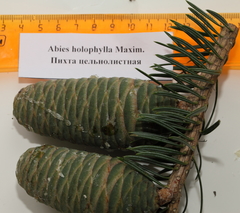 Abies nephrolepis