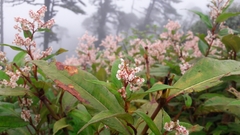 Koenigia polystachya