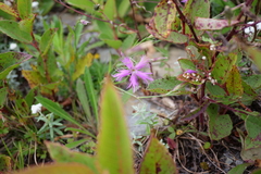 Dianthus pygmaeus