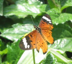 Acraea encedon encedon