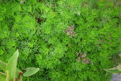 Artemisia morrisonensis