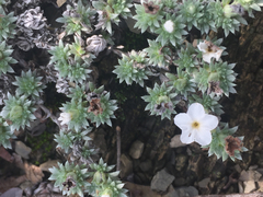 Euploca confertifolia