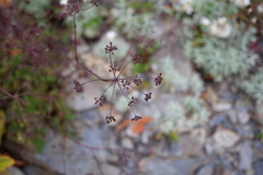 Pimpinella niitakayamensis