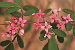 Boronia umbellata