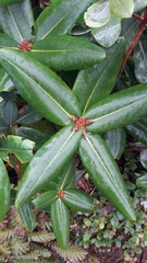 Rhododendron succothii