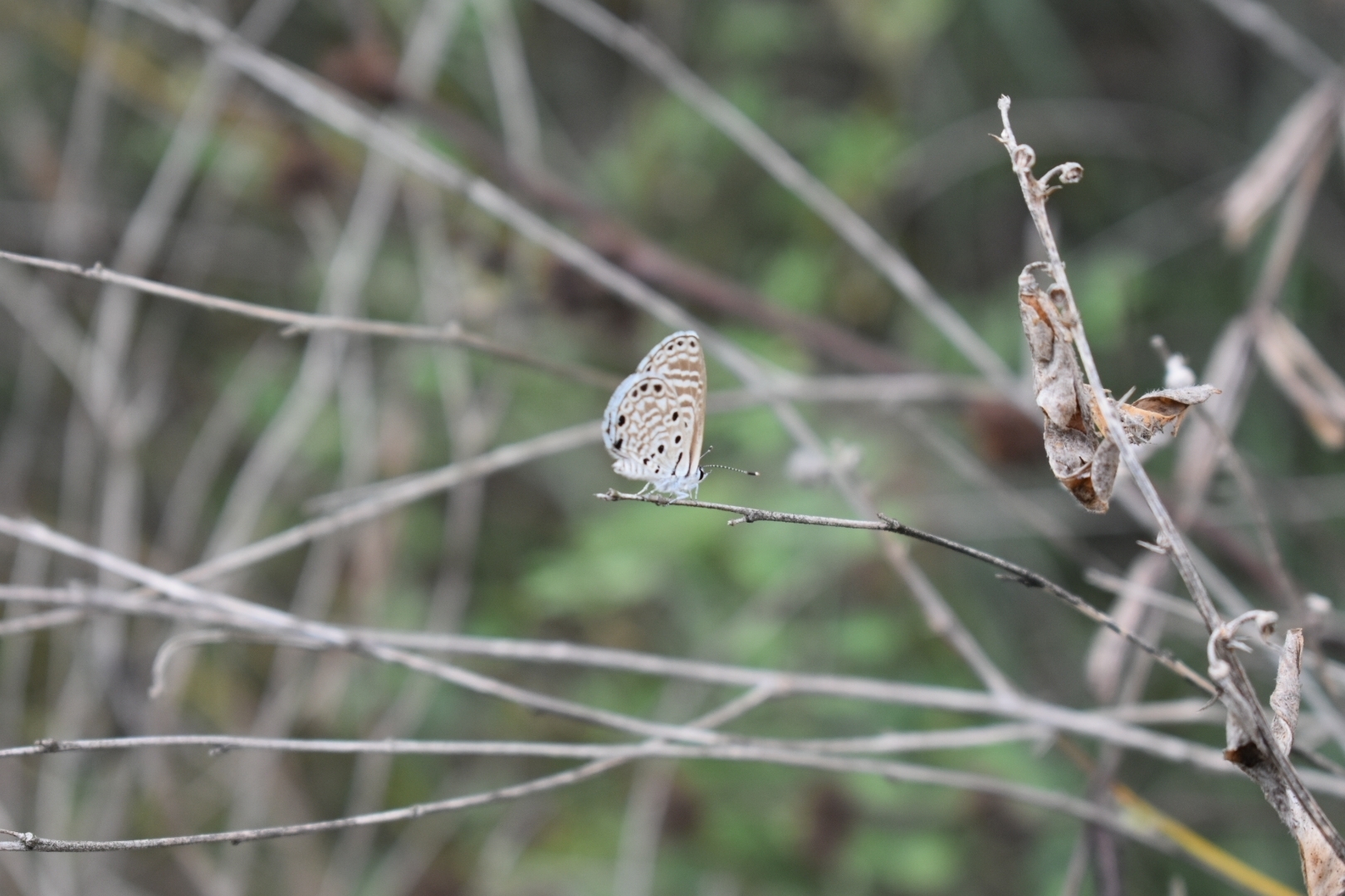 African Babul Blue