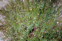 Epilobium hohuanense