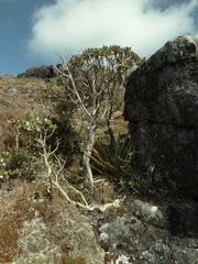 Macrolearia colensoi