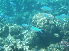 Chromis