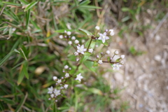 Swertia macrosperma