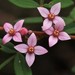 Orara Boronia - Photo (c) Adrian Gale, some rights reserved (CC BY-NC), uploaded by Adrian Gale