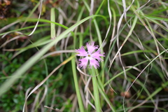 Dianthus pygmaeus