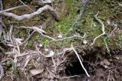 Euphrasia transmorrisonensis