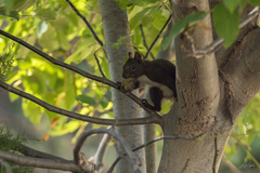 Sciurus vulgaris
