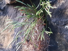 Asplenium septentrionale