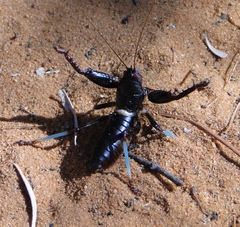 Colossopus grandidieri