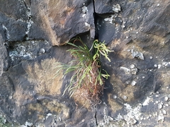 Asplenium septentrionale