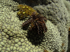 Anisotome flexuosa