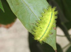 Quasithosea obliquistriga