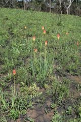 Kniphofia baurii