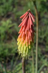 Kniphofia baurii