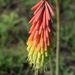Kniphofia baurii - Photo (c) Alison Young,  זכויות יוצרים חלקיות (CC BY-NC), הועלה על ידי Alison Young