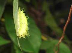 Quasithosea obliquistriga