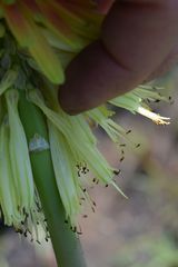 Kniphofia baurii