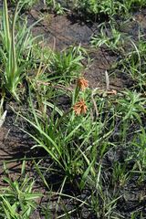 Kniphofia baurii