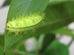 Quasithosea obliquistriga