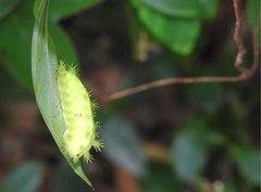 Quasithosea obliquistriga