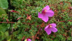 Melastomataceae