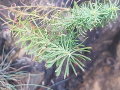 Euphorbia cyparissias