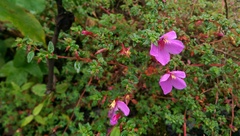 Melastomataceae