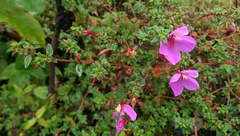Melastomataceae