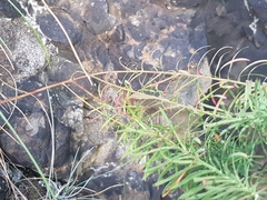 Euphorbia cyparissias