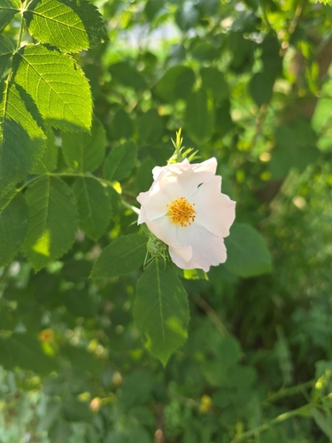 Наблюдение на iNaturalist