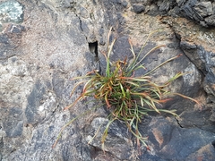 Asplenium septentrionale