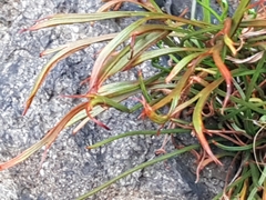 Asplenium septentrionale