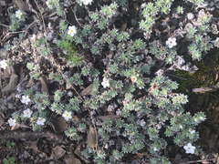 Euploca confertifolia