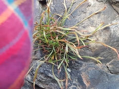 Asplenium septentrionale