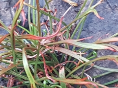 Asplenium septentrionale