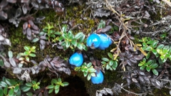 Gaultheria trichophylla