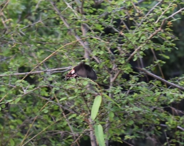 Common Mormon