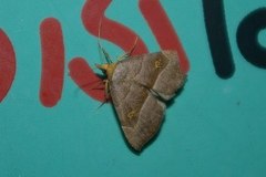 Paragabara flavomacula