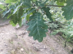 Quercus petraea