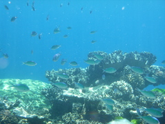 Chromis